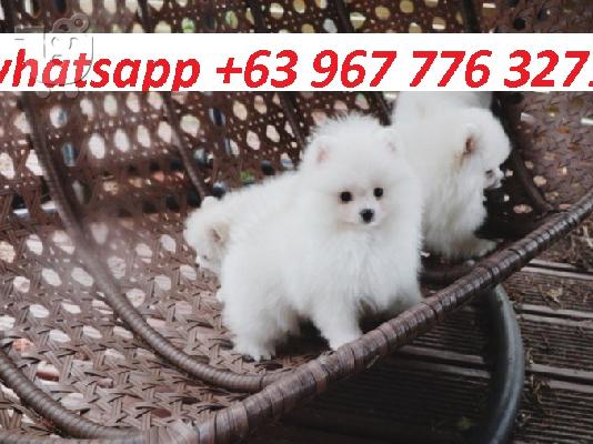 PoulaTo: pom puppies for adoption